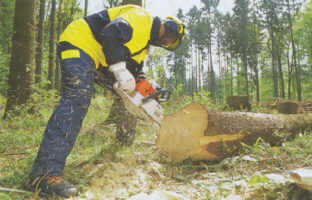 Motoferastrau STIHL in lucru